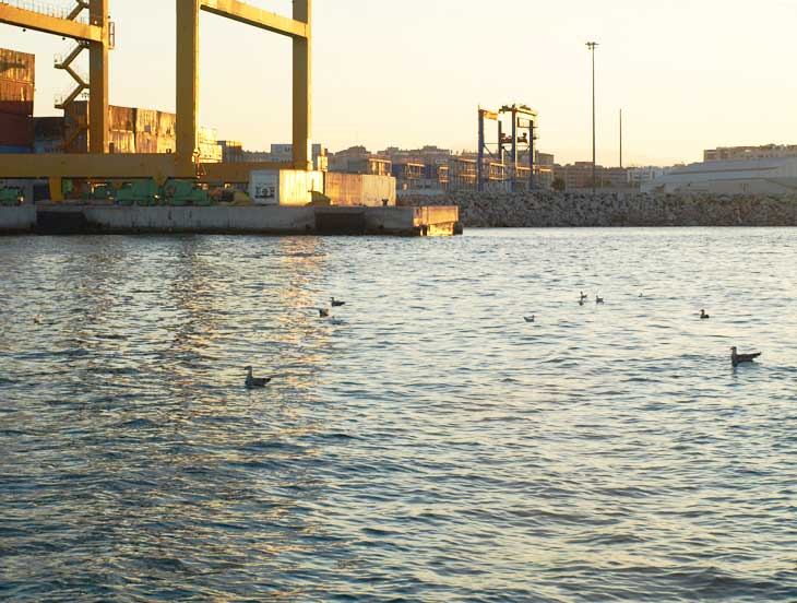 Pájaros en el agua del puerto